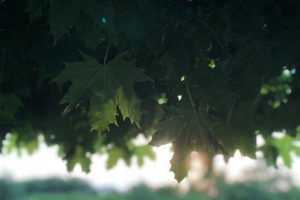 Bærekraft og miljø